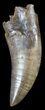 Large, Tyrannosaur (Nanotyrannus) Tooth - Montana #49534-1